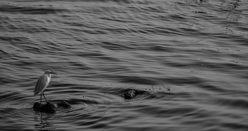 Nature - Ameenpur Lake