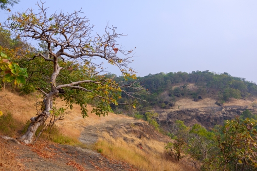 Nature - Anantagiri Hills
