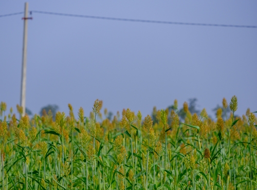 Nature - Anantagiri Hills