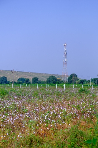 Nature - Konda Pochamma Reservoir